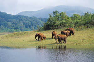 www.ayurveda-india.it: elefanti - riserva Periyar