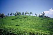 www.ayurveda-india.it:  Colline coltivate a te a Munnar, in Kerala - India del Sud