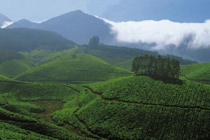 www.ayurveda-india.it:  teagardens, munnar